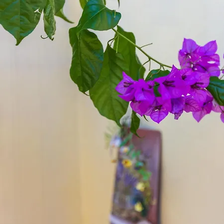 Kuca Kala C Holiday home *